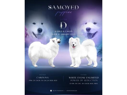 Samojed prelepi štenci